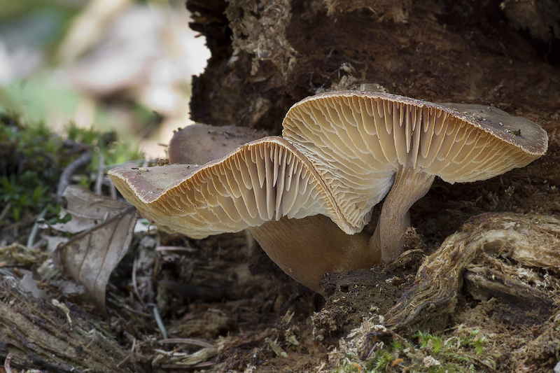 Neolentinus adhaerens